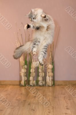 flying cat