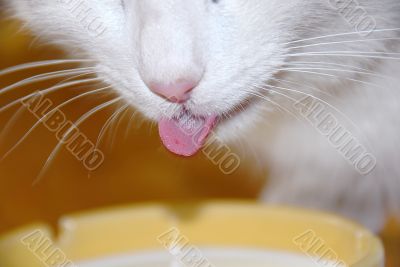 Cat drinking milk