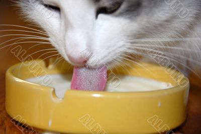 Cat drinking milk
