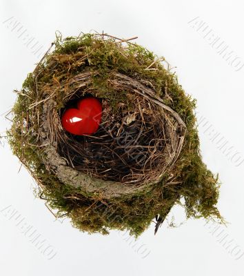Red heart in nest
