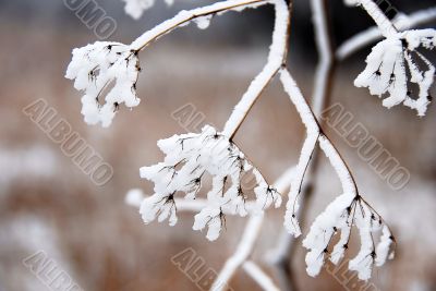 Icy plant
