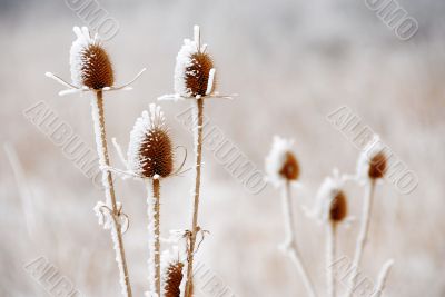 Icy plants