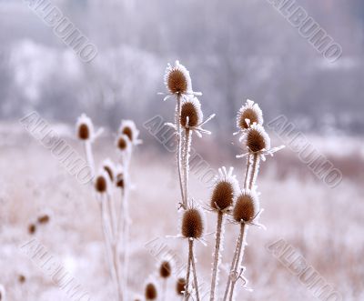 Icy plants