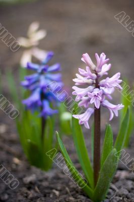 hyacinth flowers