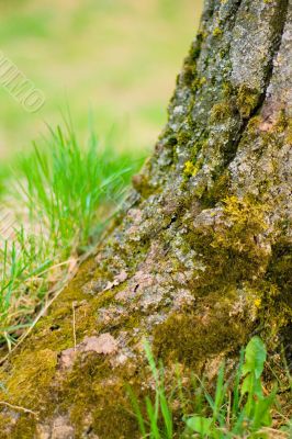 tree and green grass
