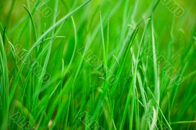 green grass