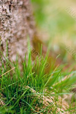 tree bark and grass