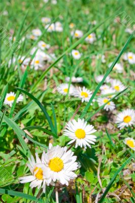 Floral meadow