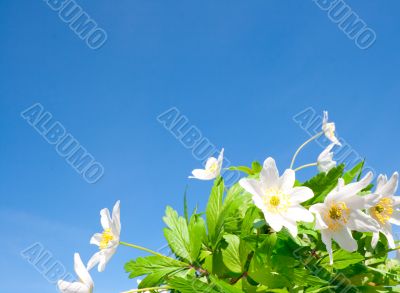 Floral bouquet