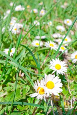 Floral meadow