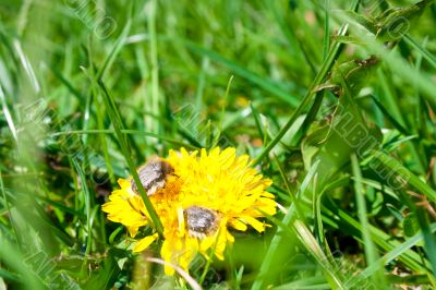 Shaggy beetle