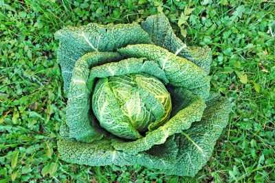 head of cabbage over grass