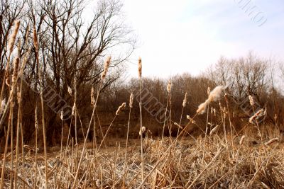 Dry grass landscape