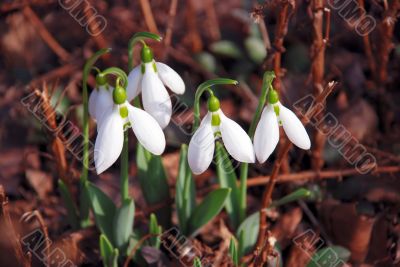 Snowdrops