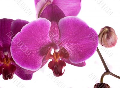 orchid