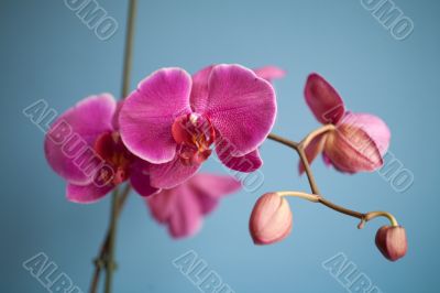 orchid