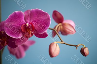 orchid