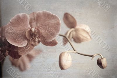 orchid