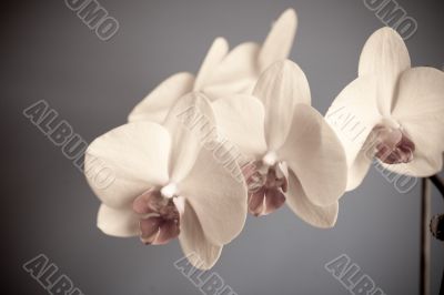 orchid