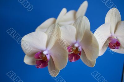 orchid