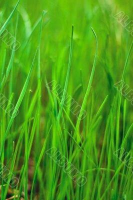 green grass