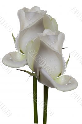 white rose