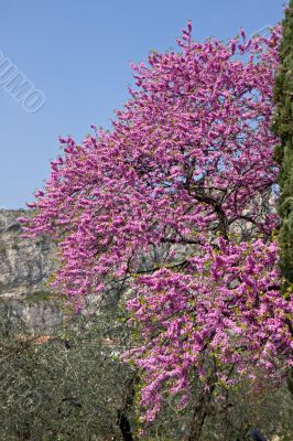 cherry tree