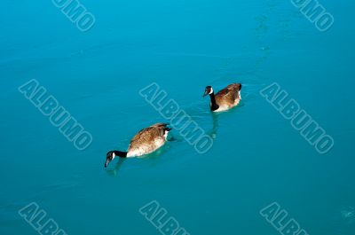 Geese breaking the ice