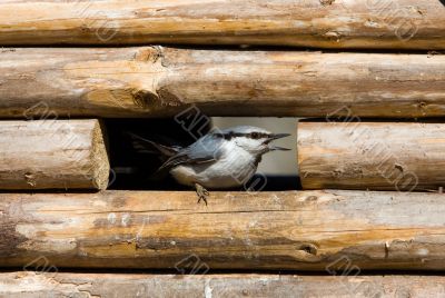 nuthatch in a window
