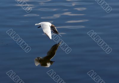 Seagull and reflection