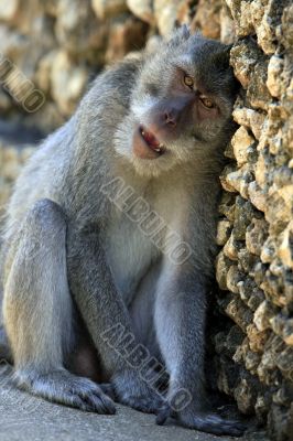 Portrait of the monkey