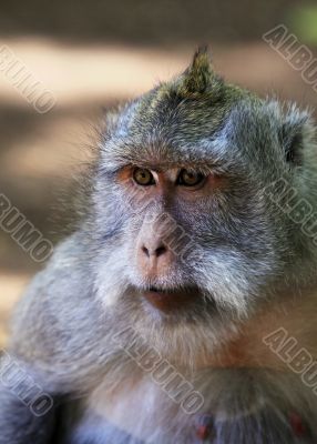Portrait of the monkey
