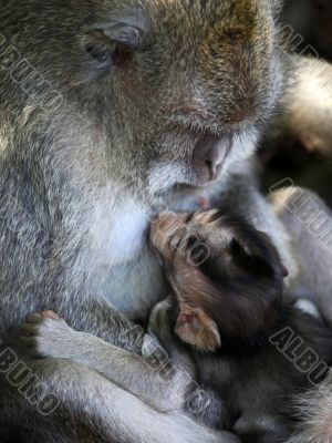 Family of monkeys