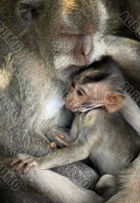 Family of monkeys
