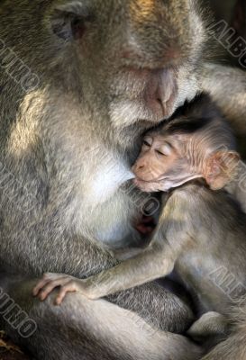 Family of monkeys