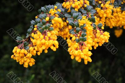 Berberis (Berberidaceae)