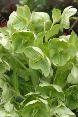 Christmas Rose (Hellebore)