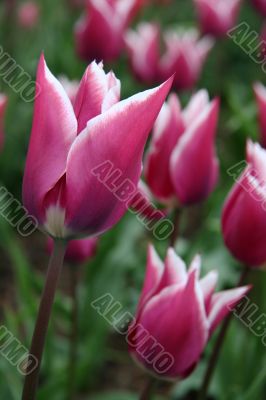 Tulipa (Ballade)