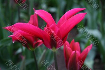 Tulipa (Pimpernel)