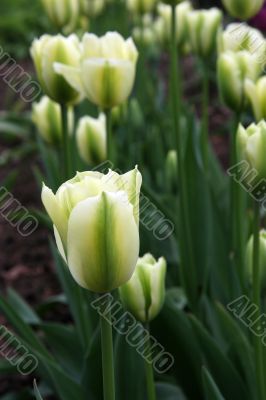 Tulipa (Spring)