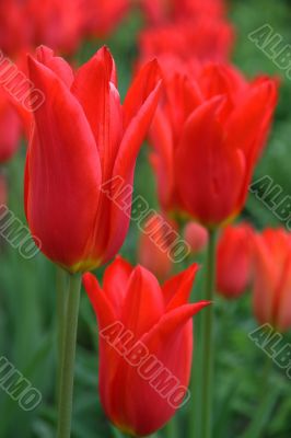 Tulipa (Red Shave)