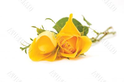 two flowers