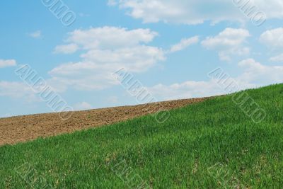Sky And Grass