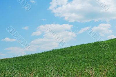 Sky And Grass