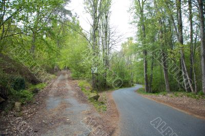 crossroads in the forest