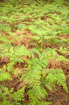 green and brown fern