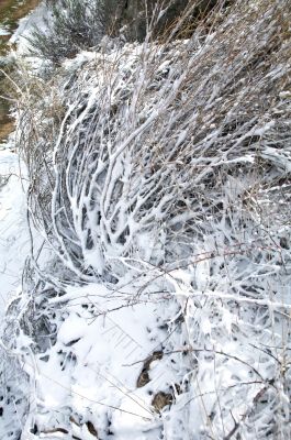 snow on plant