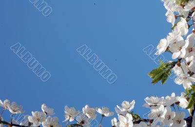 Sky and flowers