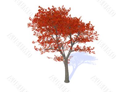 tree