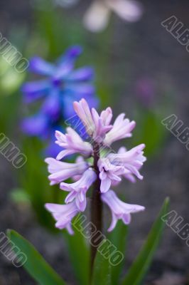 hyacinth flowers